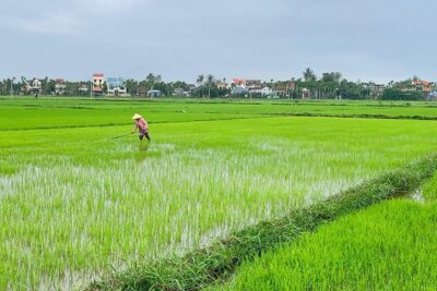 Buffalo Riding and basket boat tour from Da Nang/ Hoi An - Pickup and timing: how the half-day runs from Da Nang and Hoi An