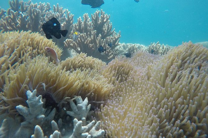 Cham Islands Snorkeling Tour by SpeedBoat from Da Nang - Cham Islands Snorkeling from Da Nang: UNESCO Waters in a Day