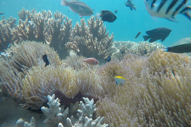 Cham Islands Snorkeling Tour by SpeedBoat from Da Nang - Bai Chong Beach Break: Relaxing After the Water Time