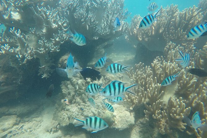 Cham Islands Snorkeling Tour by SpeedBoat from Da Nang - Price and Value: Is $53 a Good Deal?