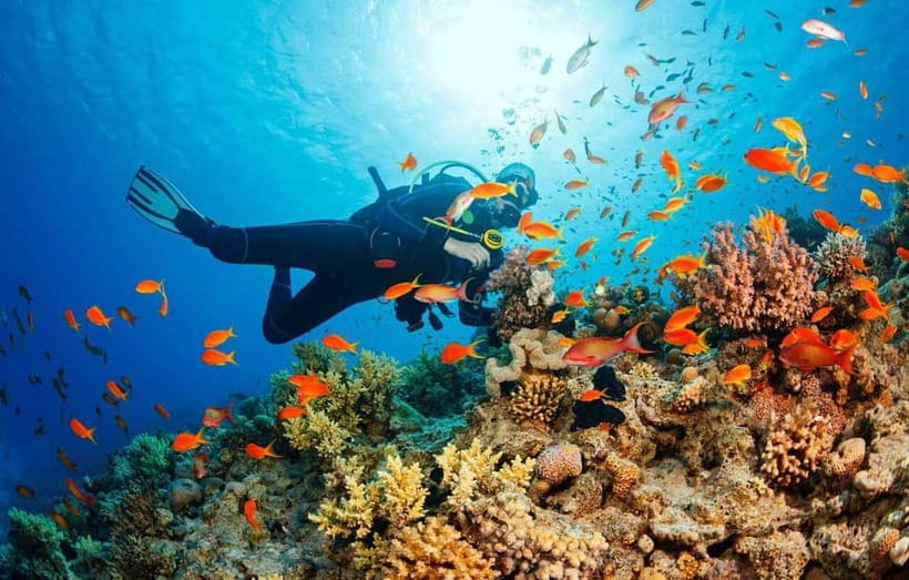 From Da Nang/Hoi An: Cham Islands Tour with Snorkeling - The marine sanctuary stop: more than just a photo break