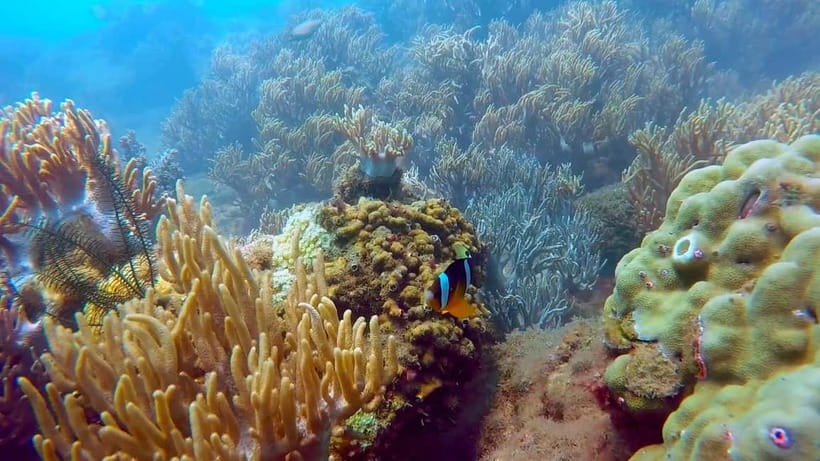 From Da Nang/Hoi An: Cham Islands Tour with Snorkeling - Hai Tang Pagoda: a sacred temple break on an active day