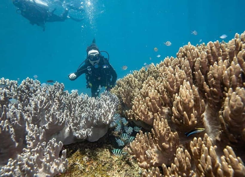 From Da Nang/Hoi An: Cham Islands Tour with Snorkeling - Price and value: what you’re really paying for at $32