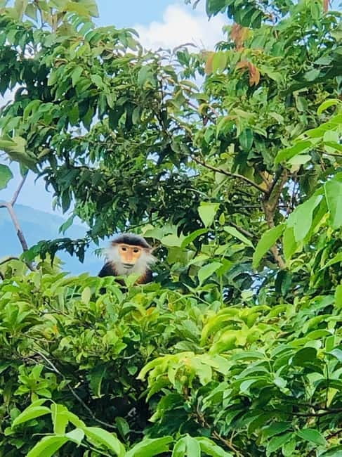 Private Jeep Tour to Marble - Monkey Mountains -Son Tra peak - Monkey Mountain on Son Tra: city-and-coast panoramas plus a wild-monkey bonus