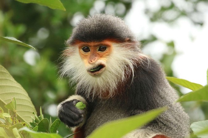 Red-shanked Douc - Private Motorbike Tour - Motorbike vs car: choose the ride without losing the wildlife focus