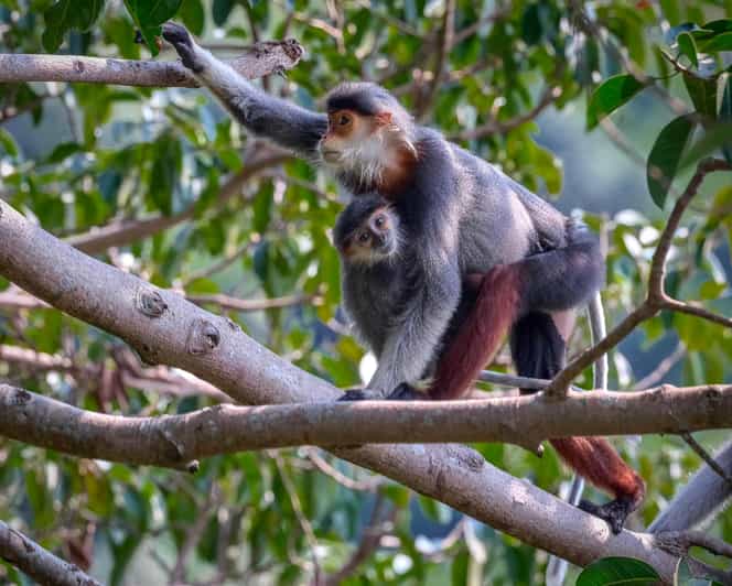 Safari - Finding the most endangered monkey in the World - Should you book this Red-shanked Douc Langur safari?